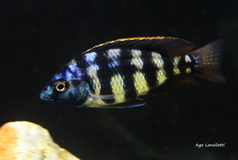 Protomelas sp. 'johnstoni solo'